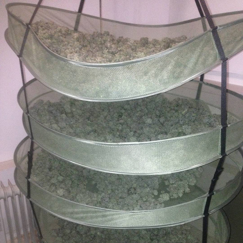 Weed drying on racks, image from Cannabis in Canada on Instagram