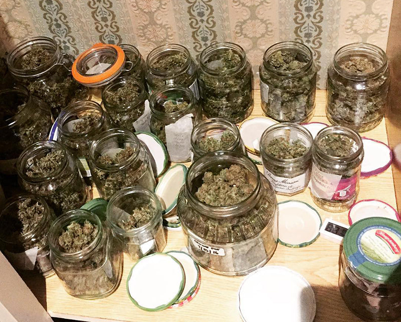 Weed in jars for curing AJ Canna Jackie on Instagram