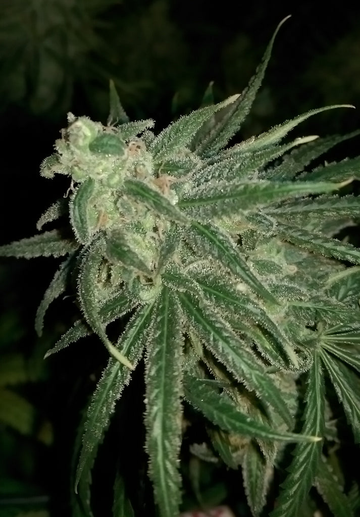 Trainwreck plant close up, image source is the Forum at Grass City.com