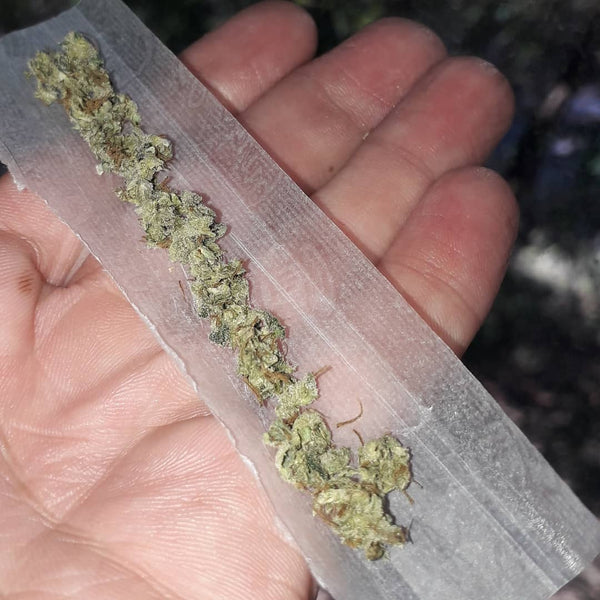 amnesia haze joint weed