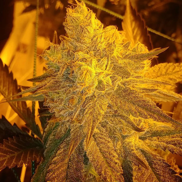 blue city diesel strain marijuana