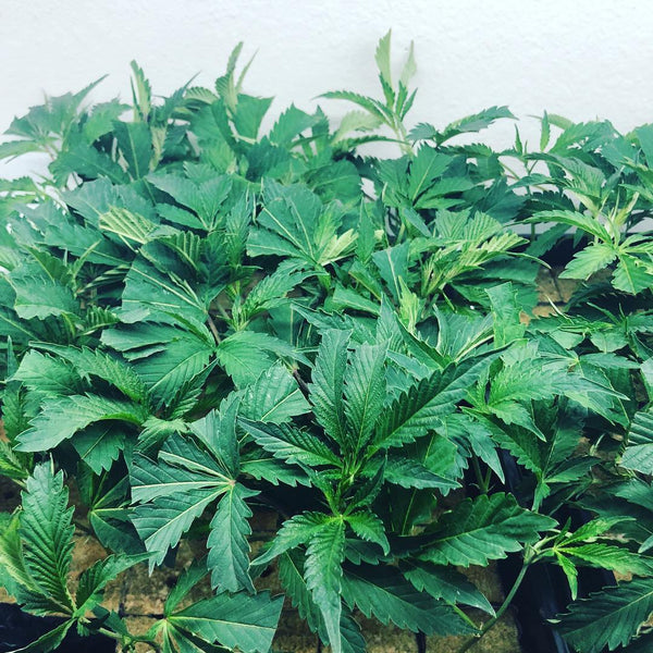 blue cookies cannabis strain indoor grow