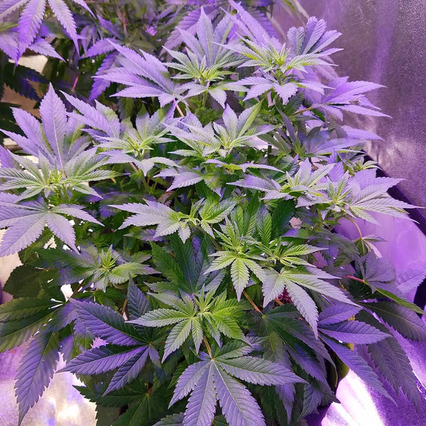 bubba kush grow marijuana