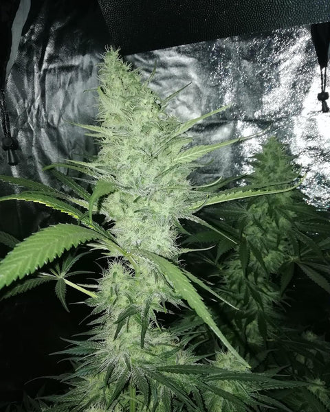 chemdog cannabis grow flower