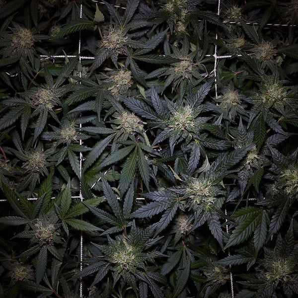 cinderella 99 strain marijuana