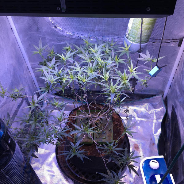 g13 cannabis growing flowering