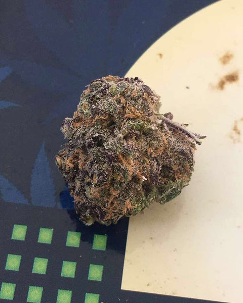 tiny nug of grand daddy purple ready to grind