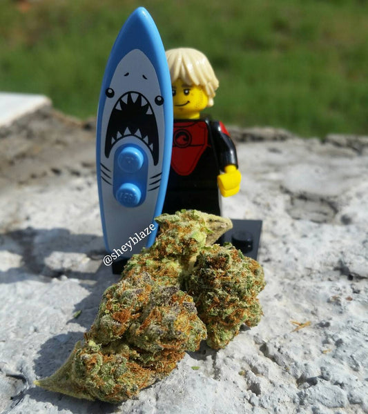 great white shark smoke cannabis