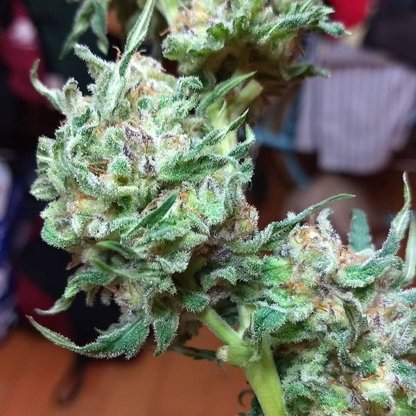 green poison bud marijuana