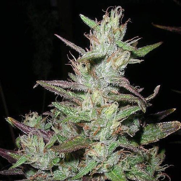 island sweet skunk strain cannabis