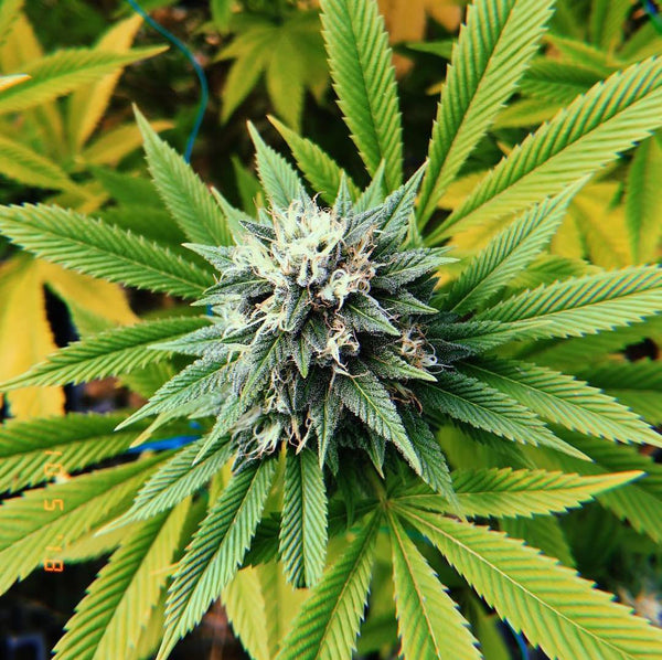 larry og strain grow marijuana