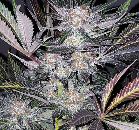 medicine man marijuana flower