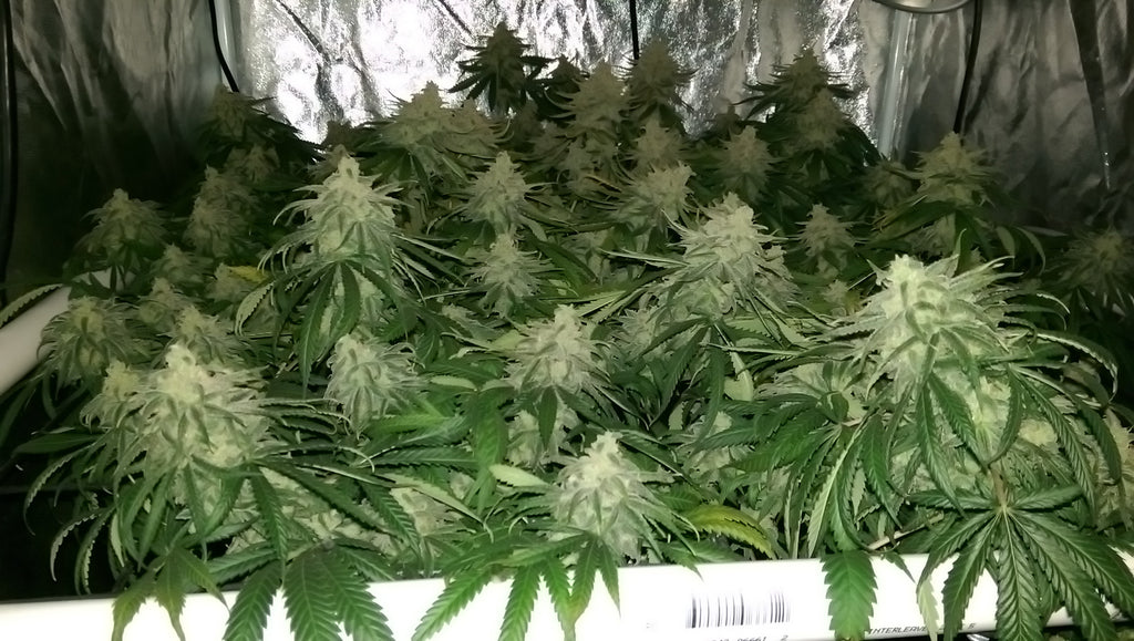 a bunch of trainwreck cannabis plants, image source is the Forum at Grass City