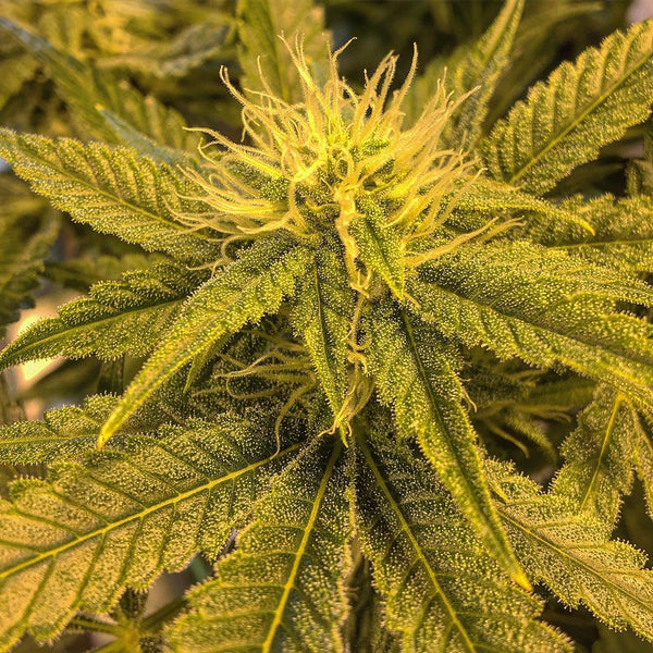 pink starburst strain cannabis flower
