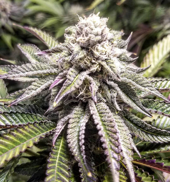 purple punch grow marijuana