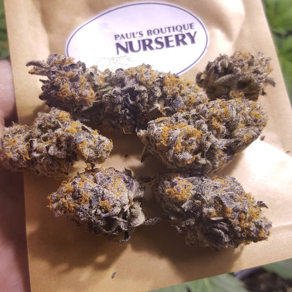 purple punch nugg weed