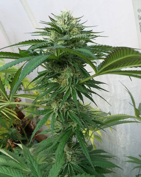 purple punch indica grow