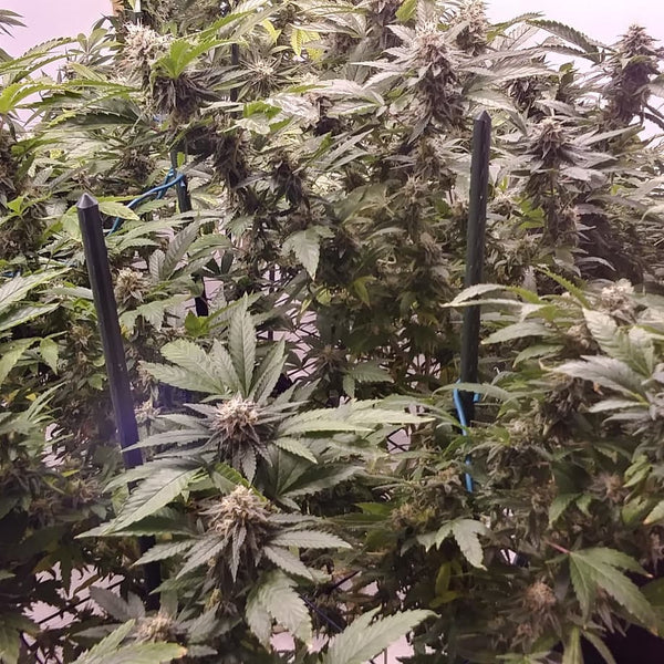 sour tangie grow harvest cannabis