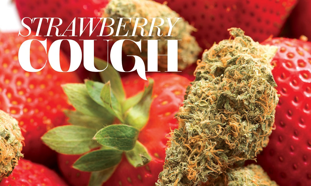 Strawberry Cough Poster; Image Credits: Northwest Leaf