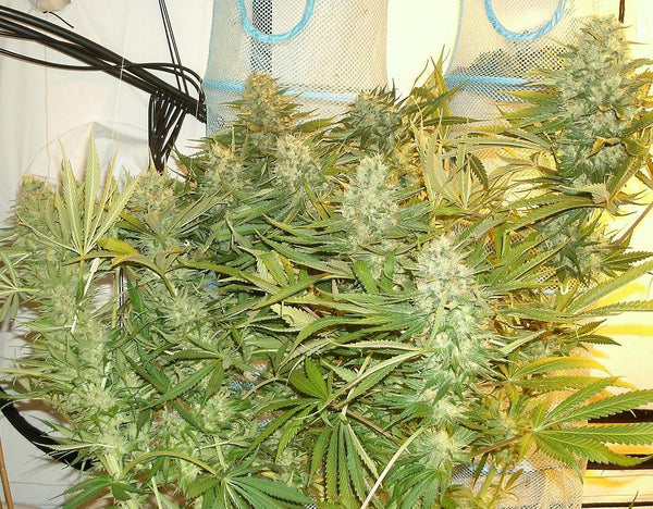 Growing Strawberry Cough; Image Credits: Dutch Passion