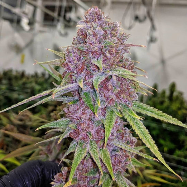 weed purple strain marijuana