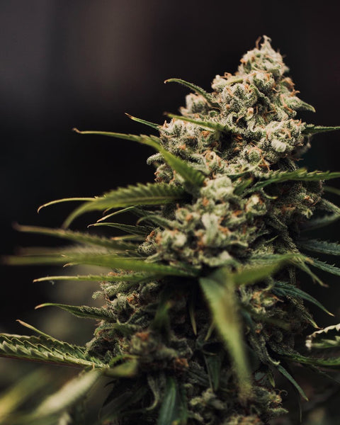xj13 plant marijuana strain