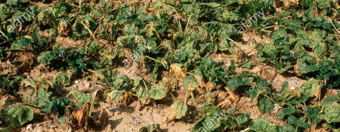 SOIL – NUTRIENT DEPLETION