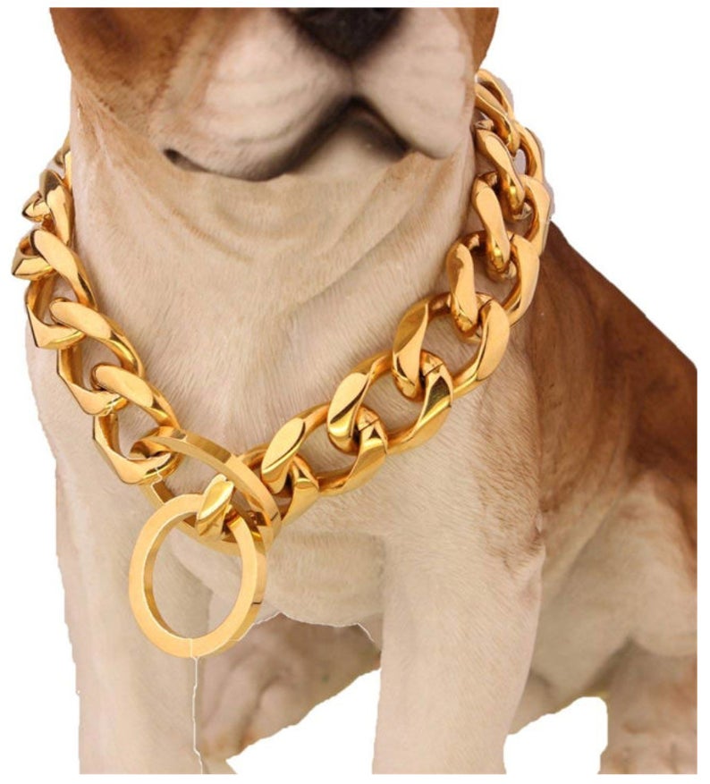 dog in chain