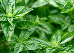 sweet basil essential oil and herb