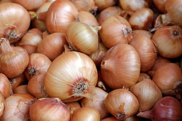 Onion is toxic for dogs