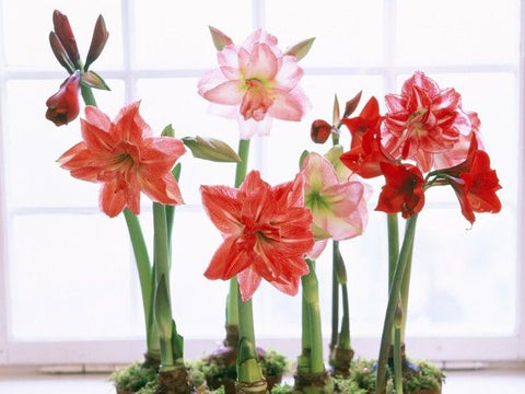 How to re grow amaryllis plants