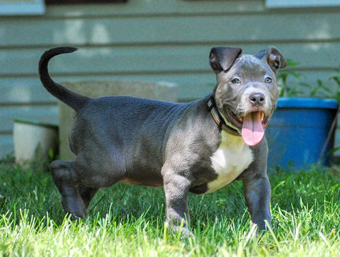 Dream.BTTBK.BlueBully