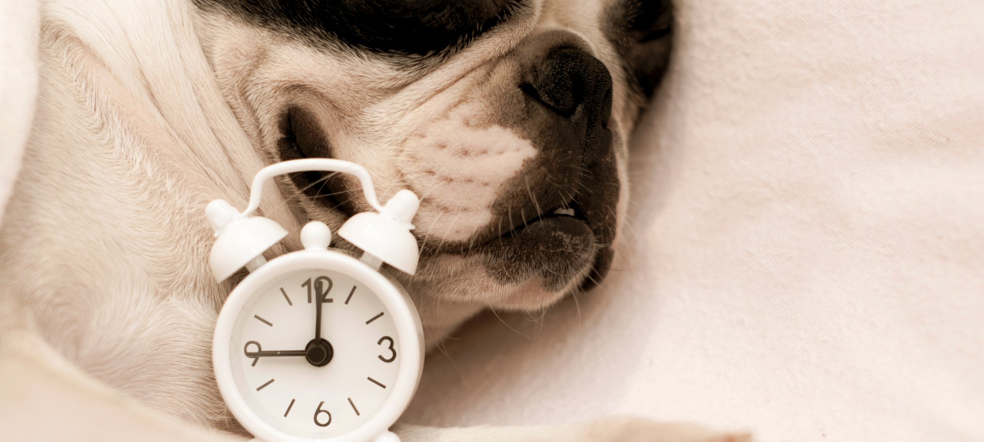 dog sleeping with alarm clock