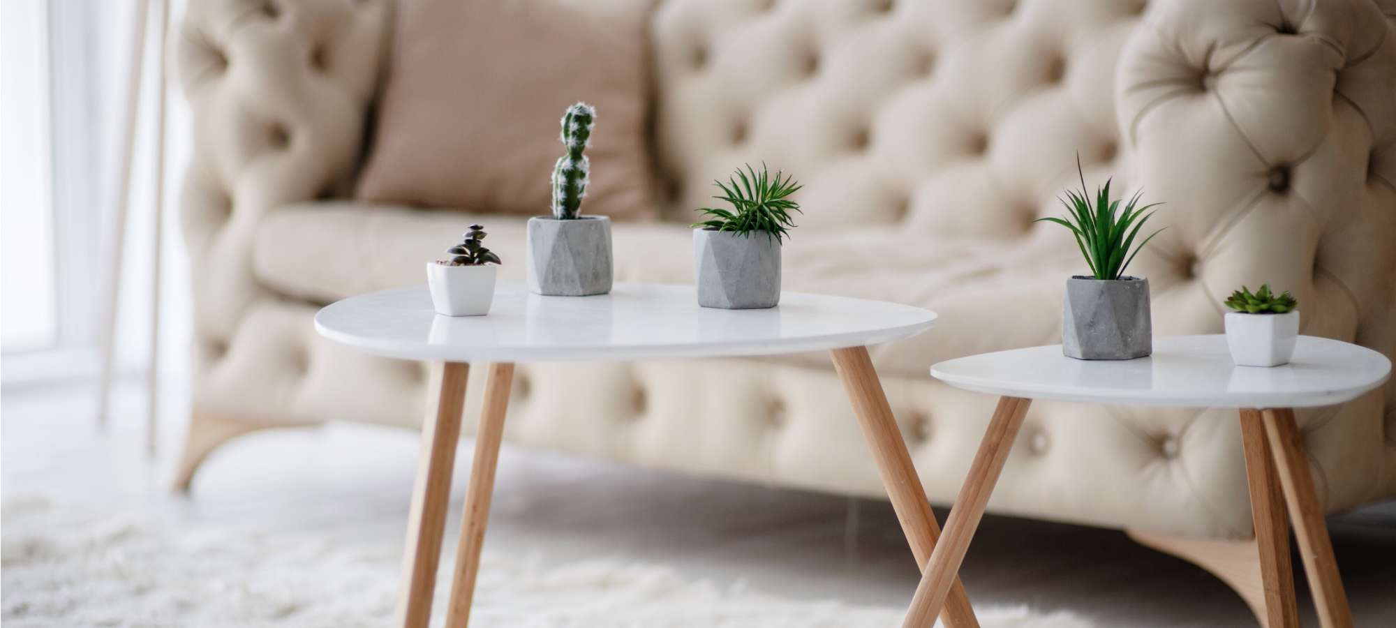 succulents on white table beige couch