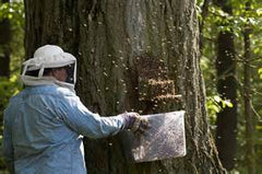 managing a swarm