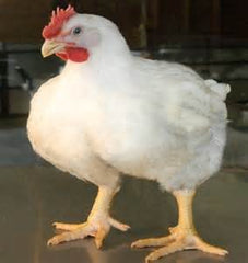 cornish cross chicken