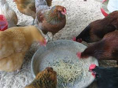 chicken feed