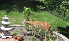 deer in garden