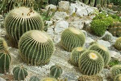 drought tolerant plants