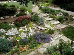  low maintenance landscape