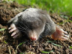 mole in garden