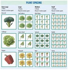 plant spacing chart