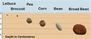 seed depth chart