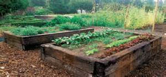 raised bed gardening