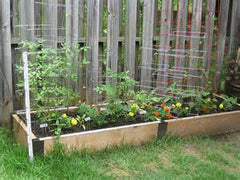 raised bed gardening