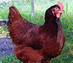 rhode island red chicken