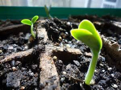 germinated seeds, indoor sprouting