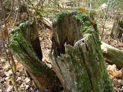 old tree stump