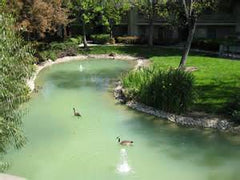 backyard pond