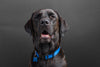 Labrador mit Hundehalsband | Magnetfeldhalsband Hund | leistungsstarke Magnetmodule von biomagnet24 